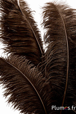 Struisvogel premium - 50-60 cm - koffie